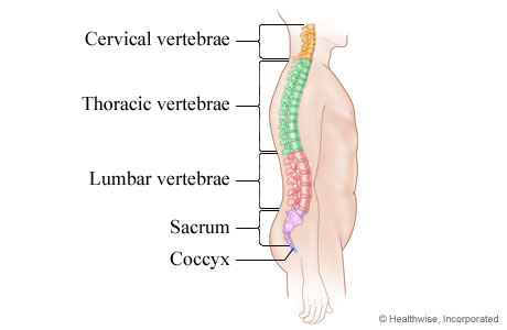 Illustration of the spine