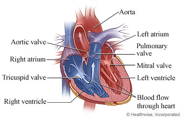 The structures inside the heart