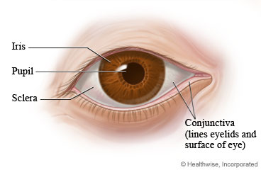 Anatomy of the eye