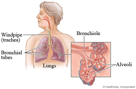 Picture of the airways inside the lungs