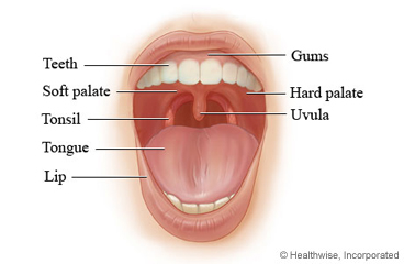 Inside of the mouth