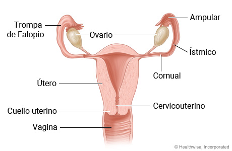 Posibles lugares de un embarazo ectópico.