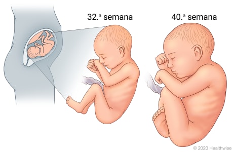 Feto en el útero, con detalle del desarrollo en la semana 32 y en la 40