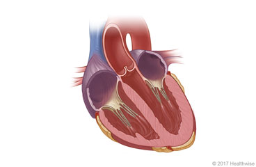 El corazón