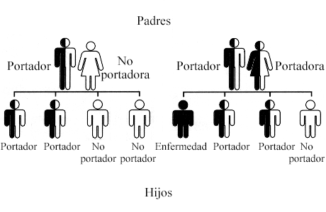 Diagrama de transmisión de gen recesivo de padres a hijo