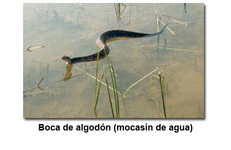 Fotografía de una serpiente boca de algodón (mocasín de agua)