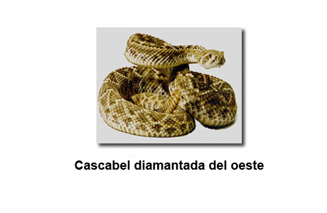 Fotografía de una cascabel diamantada del oeste