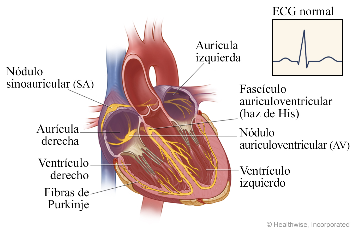 Sistema eléctrico del corazón