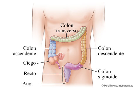 Anatomía del colon