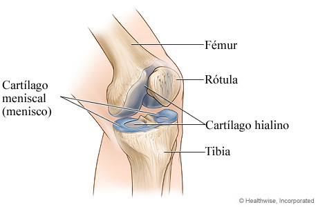 Articulación de rodilla normal