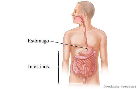 Intestinos.