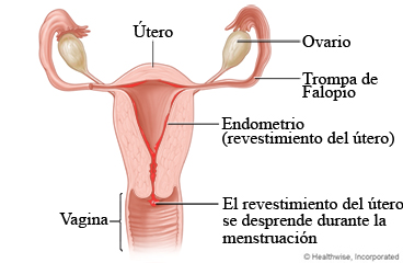 Flujo menstrual