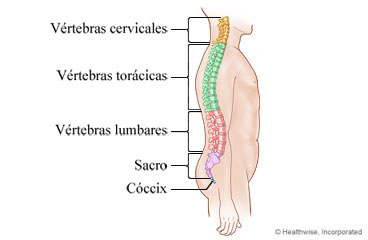 La columna vertebral y sus partes