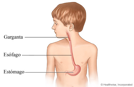 Imagen del esófago de un niño