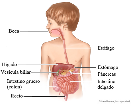 El aparato digestivo de un niño.