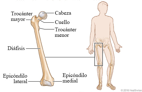 Imagen del fémur (hueso del muslo)