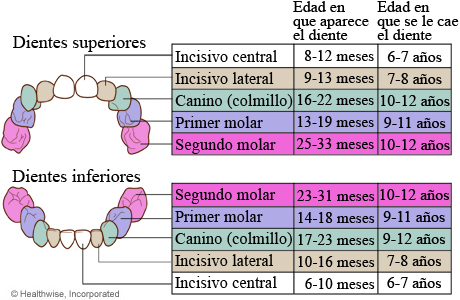 Tabla de edades de la aparición y caída de los dientes de leche