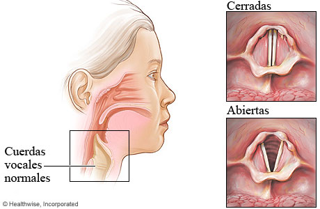 Cuerdas vocales normales