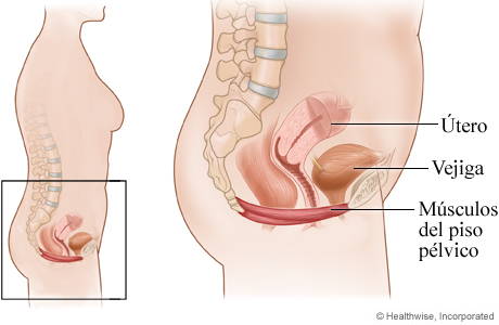 Imagen de la ubicación de los músculos del piso pélvico
