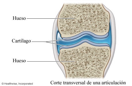 Imagen de un cartílago (corte transversal de una articulación)