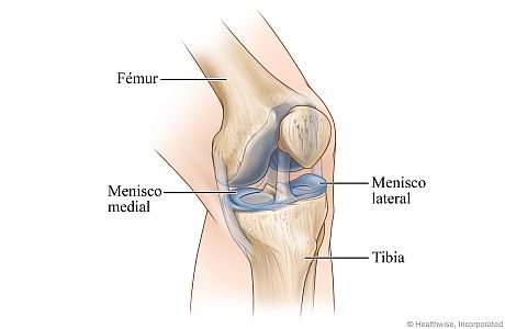 Vista ósea de la rodilla izquierda, mostrando los meniscos en los lados externo (lateral) e interno (medial) de la rodilla