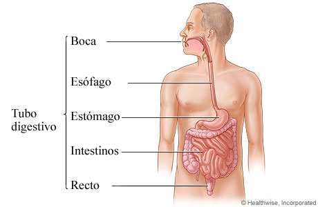 El tubo digestivo.