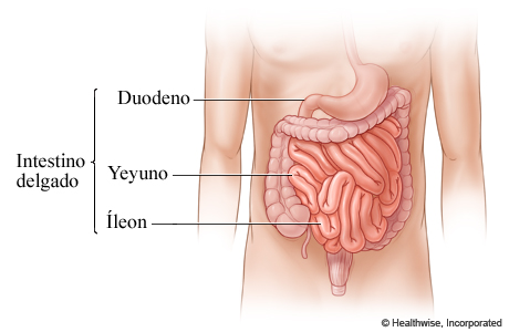 Partes del intestino delgado