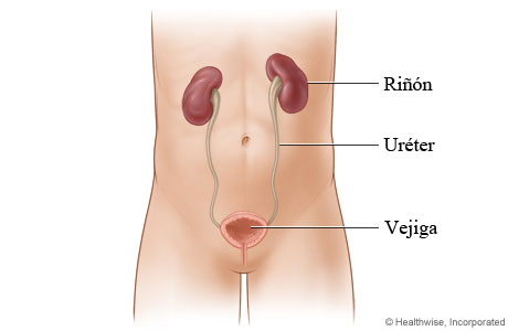 Los riñones y su ubicación en el cuerpo