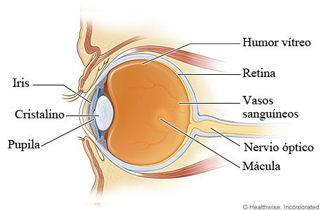 Anatomía del ojo