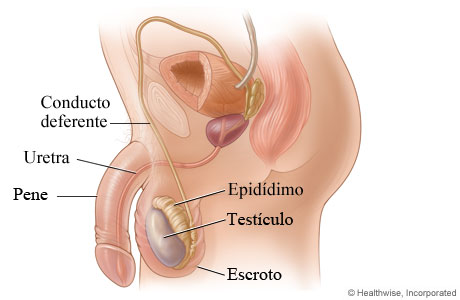 El testículo y su ubicación en el cuerpo