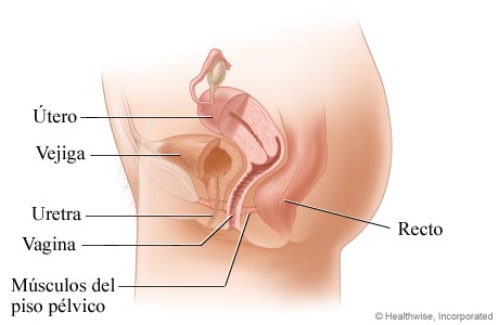 Órganos pélvicos femeninos