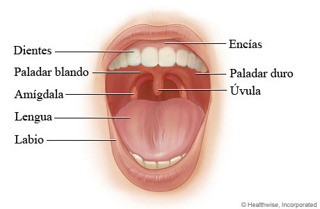 Anatomía de la boca