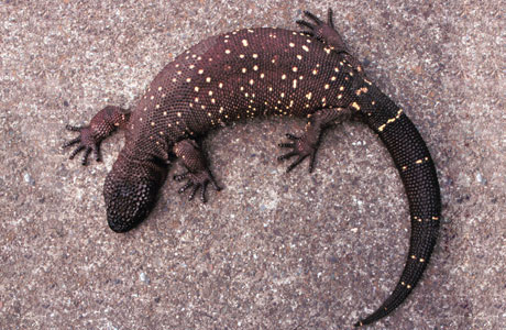 Fotografía de un lagarto moteado mexicano