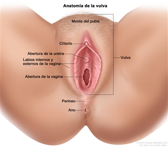 Anatomía de la vulva. En la imagen se observan el monte del pubis, el clítoris, la abertura de la uretra, los labios internos y externos de la vagina y la abertura de la vagina. También se muestran el perineo y el ano.