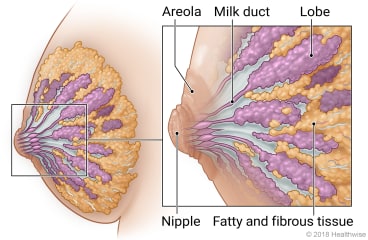 Side view of breast, with close-up of ducts and lobes