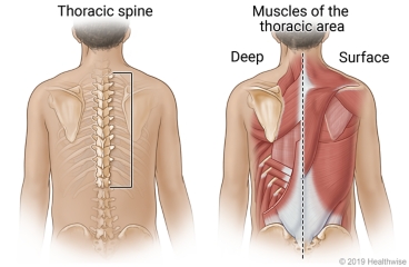 Upper and middle part of spine (thoracic), and deep and surface muscles of thoracic area