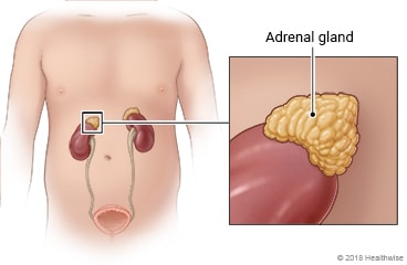 Location of the adrenal glands, with detail of the gland's appearance