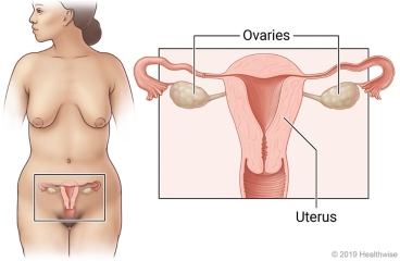 Location of ovaries and uterus inthe abdomen, with close-up of these organs