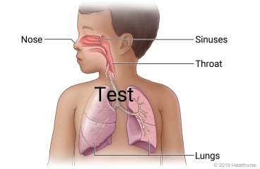 Respiratory system in child, including nose, sinuses, throat, and lungs