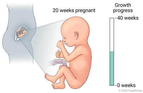 Fetus in uterus, with detail of development at 20 weeks pregnant