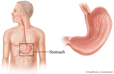 Location and cross-section of the stomach