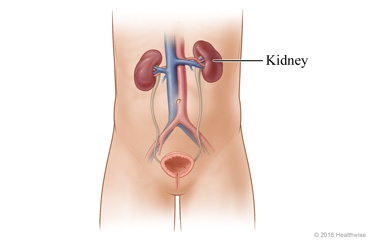 Kidneys and their location in the body