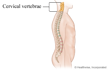 Neck vertebrae