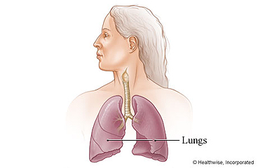 The lungs