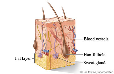 Picture of the anatomy of the skin, including a hair follicle