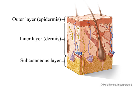 Cross section of the skin