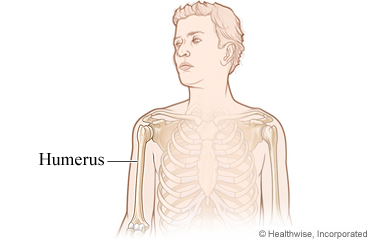 Humerus