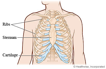 Rib cage and sternum