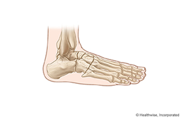 Bones of the foot