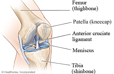 Knee joint